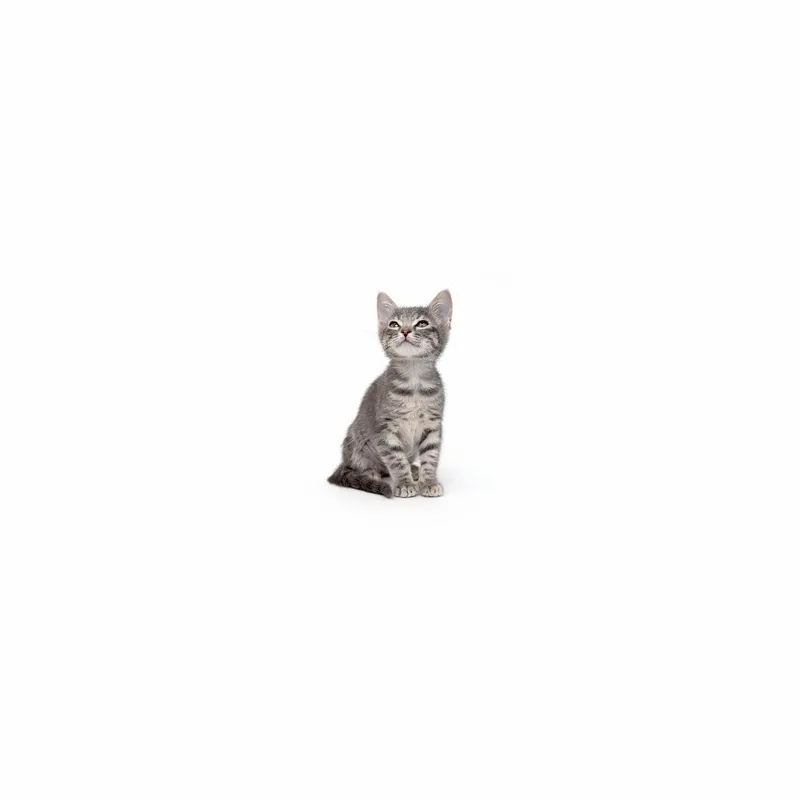 A baby small-sized female Gray / Blue / Silver Domestic Short Hair cat named Solstice for adoption in Playa Vista, CA