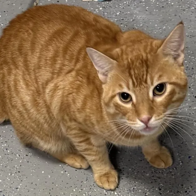An adult large-sized male Tabby (Orange / Red) Domestic Short Hair cat named Simba for adoption in Camarillo, CA