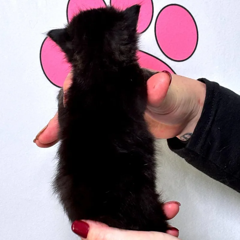 A baby small-sized female Black American Shorthair cat named Bashful for adoption in Milton, FL