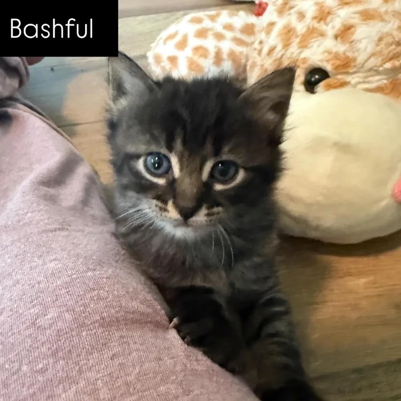 Bashful thumbnail 5