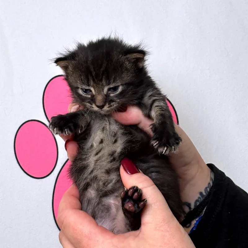 Bashful thumbnail 6
