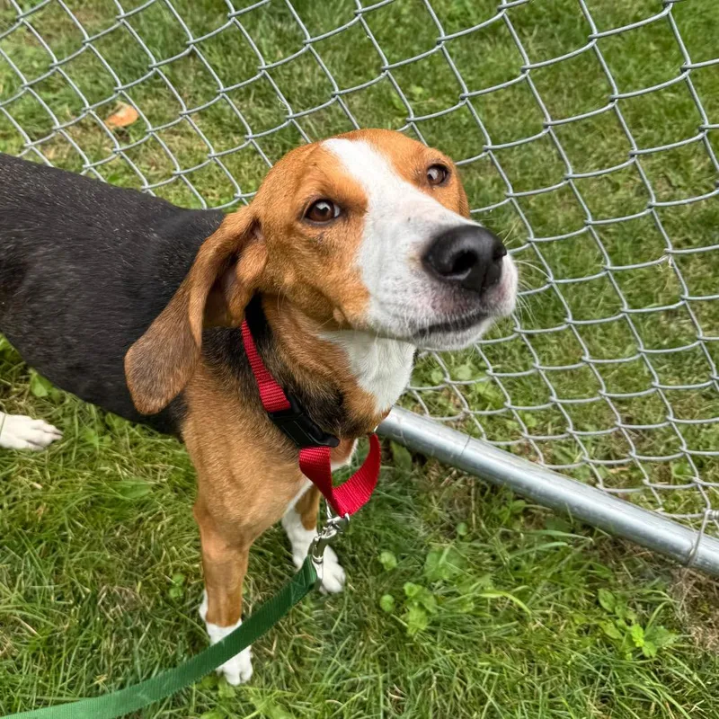A senior medium-sized female Brown / Chocolate Treeing Walker Coonhound dog named Rio for adoption in Middlebury, VT