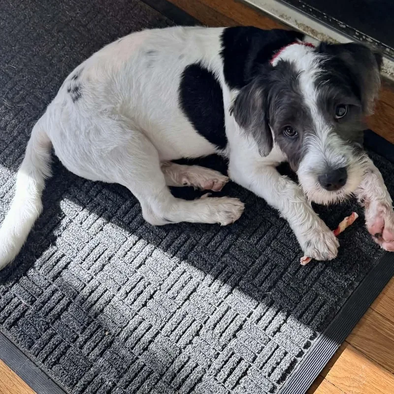 Gus