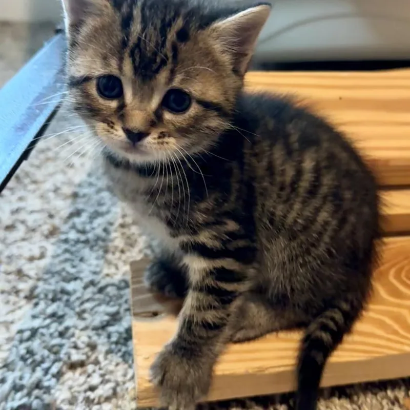 A baby small-sized male Brown / Chocolate Domestic Short Hair cat named Mars for adoption in Huntsville, AL