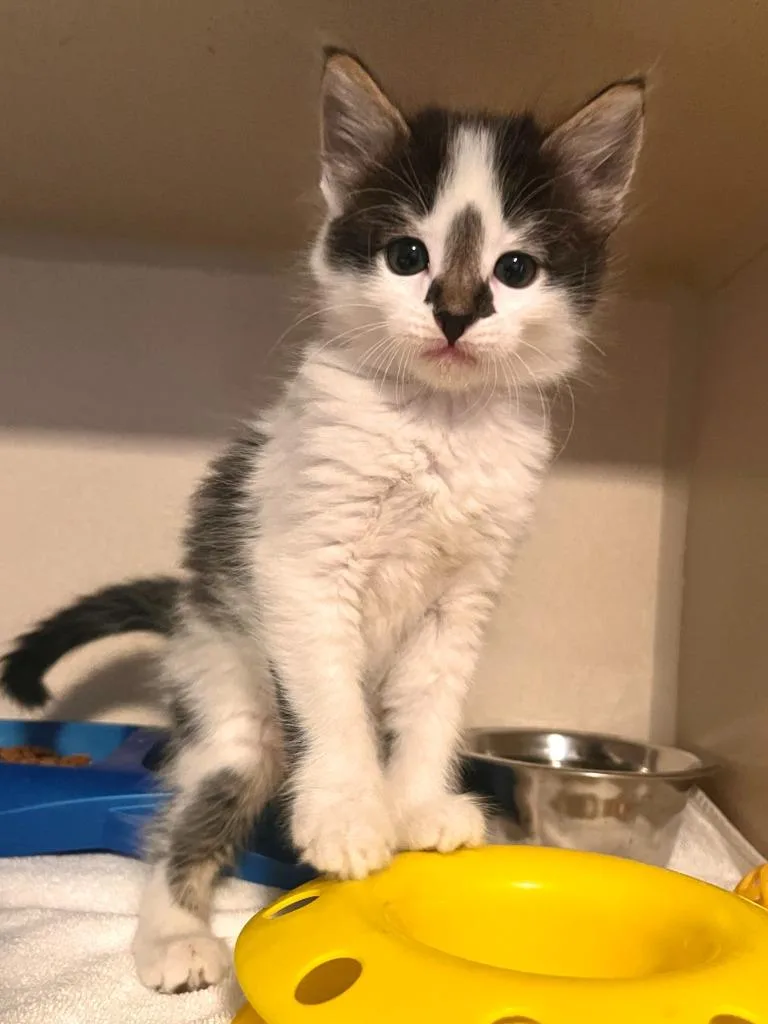 A baby small-sized male Domestic Short Hair cat named Parsnip for adoption in Los Angeles, CA
