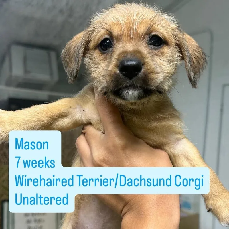 A baby small-sized male Wirehaired Terrier dog named Mason for adoption in Tampa, FL