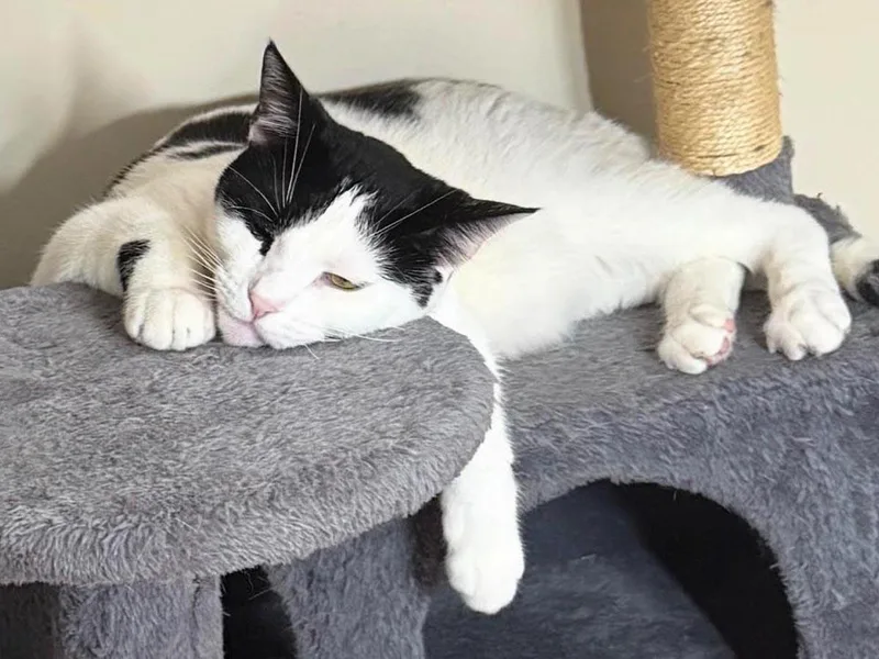 A young medium-sized male Black & White / Tuxedo Domestic Short Hair cat named Chron for adoption in Great Neck, NY