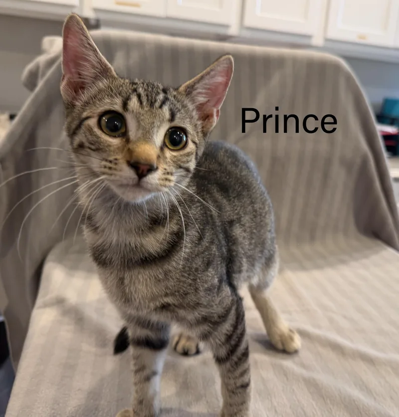 A baby small-sized male Tabby (Brown / Chocolate) Domestic Short Hair cat named Prince for adoption in Bloomsdale, MO