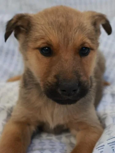 A baby medium-sized male Shepherd dog named Mako for adoption in Thief River Falls, MN