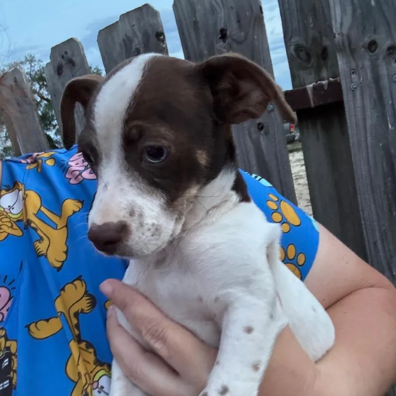 A baby small-sized male Chihuahua dog named Two Tone for adoption in Pearsall, TX