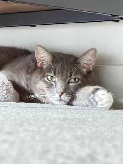 An adult medium-sized male Domestic Short Hair cat named Yuki for adoption in Bellevue, WA