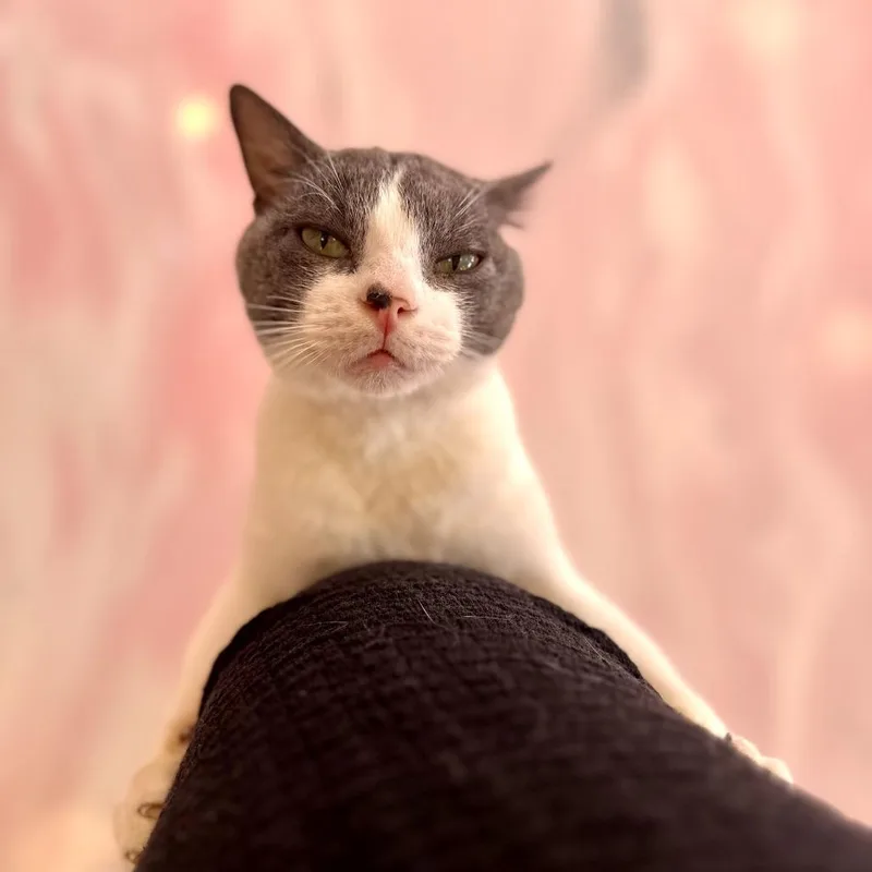 An adult medium-sized male Gray / Blue / Silver American Shorthair cat named Doc Holiday for adoption in Forest Park, IL