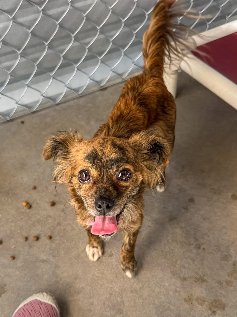 An adult small-sized female Brindle Chihuahua dog named Eve for adoption in Fresno, CA