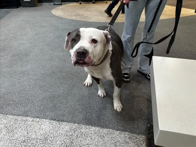 An adult large-sized male Mixed Breed dog named Ranger for adoption in Los Angeles, CA