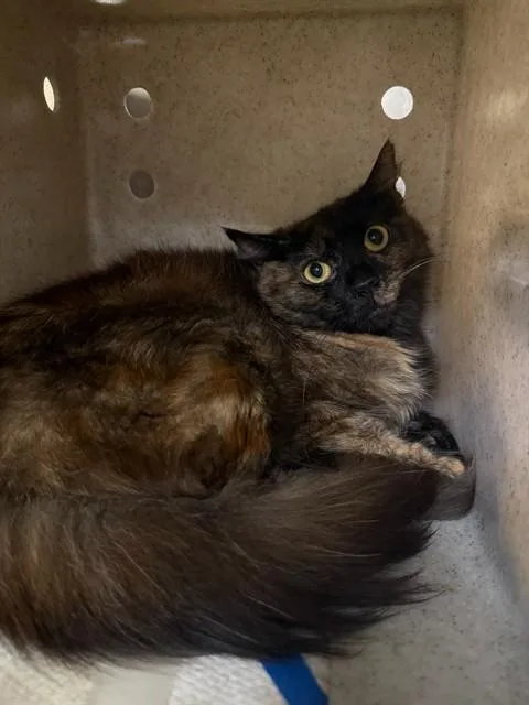 A young medium-sized female Domestic Long Hair cat named A for adoption in Fremont, CA