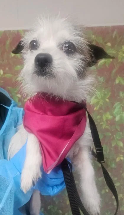 An adult small-sized female Terrier dog named Shiloh for adoption in San Antonio, TX