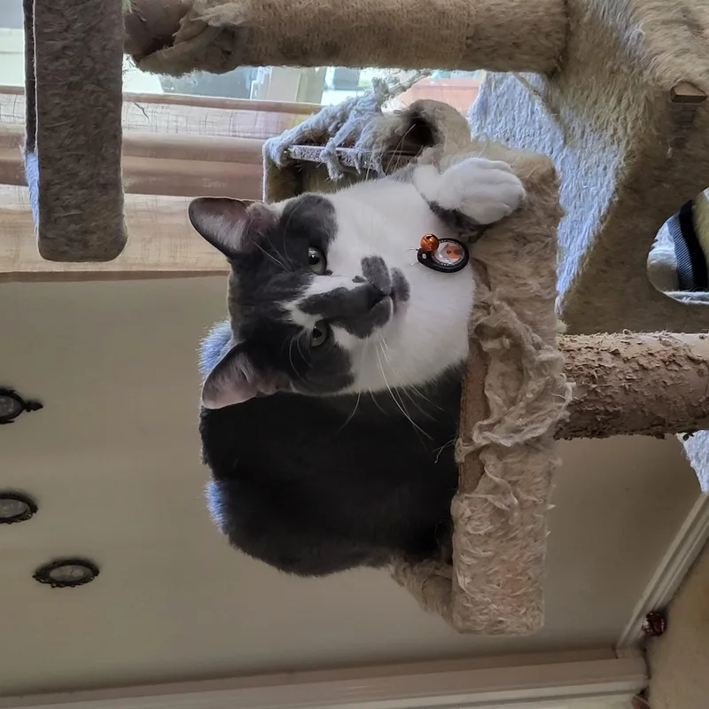An adult medium-sized male Gray & White Domestic Short Hair cat named Asher for adoption in Dallas, TX