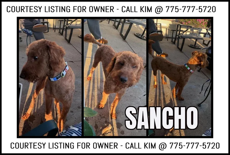 Sancho Courtesy Listing