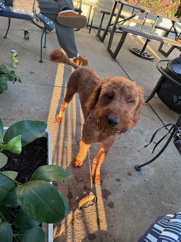 Sancho  Courtesy Listing thumbnail 4