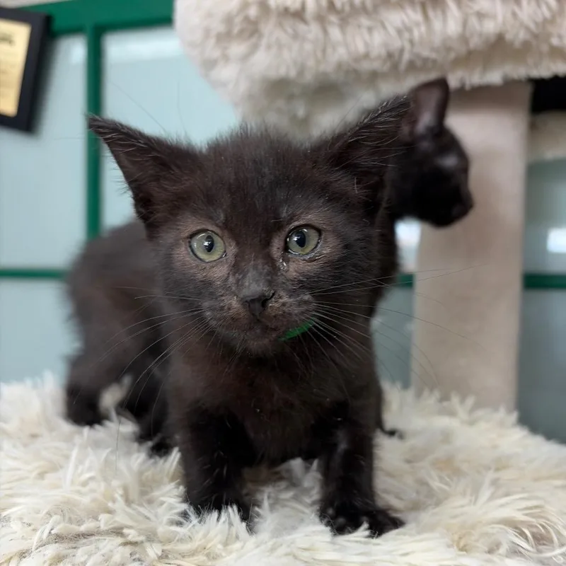 A baby small-sized female Black Domestic Short Hair cat named Jelly Bean for adoption in West Point, MS