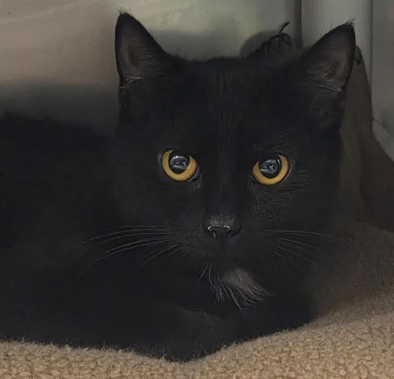 A young medium-sized female Domestic Short Hair cat named China Cat Sunflower for adoption in Olean, NY