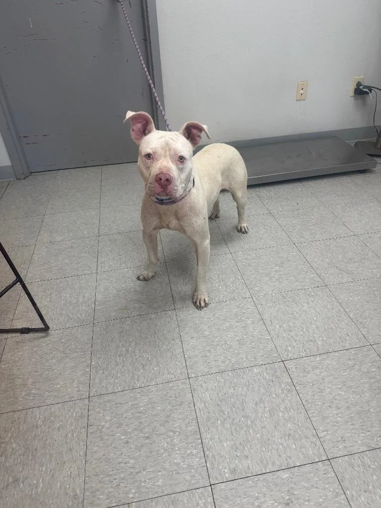 A young medium-sized male Pit Bull Terrier dog named Tate for adoption in Sorrento, LA