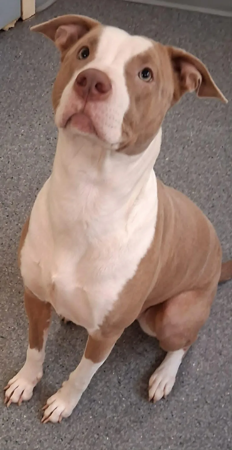 An adult medium-sized female Pit Bull Terrier dog named Honey for adoption in Covington, VA