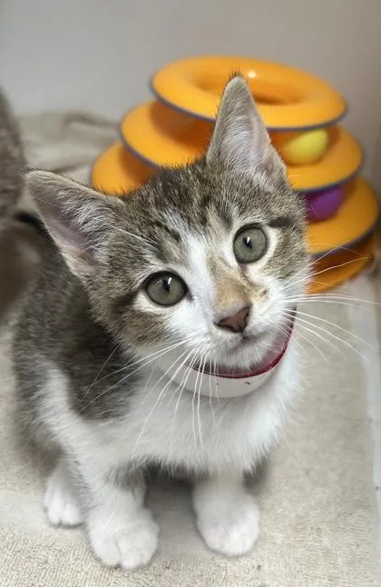 A baby small-sized female Domestic Short Hair cat named Dale for adoption in West Chester, PA
