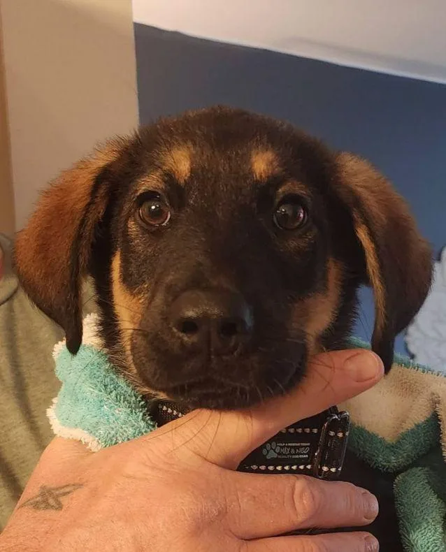 A young medium-sized male Shepherd dog named Gideon for adoption in Monticello, NY