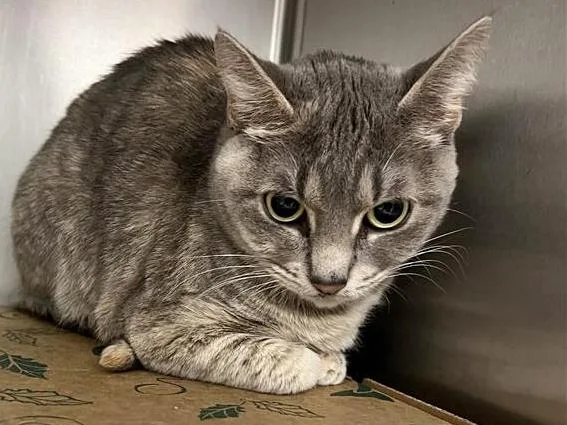 An adult small-sized female Domestic Short Hair cat named Gummy Bear for adoption in Saint Louis, MO