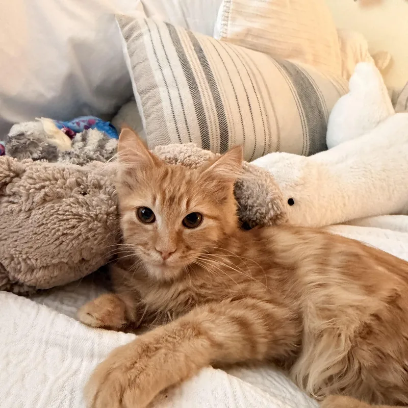 Tigger