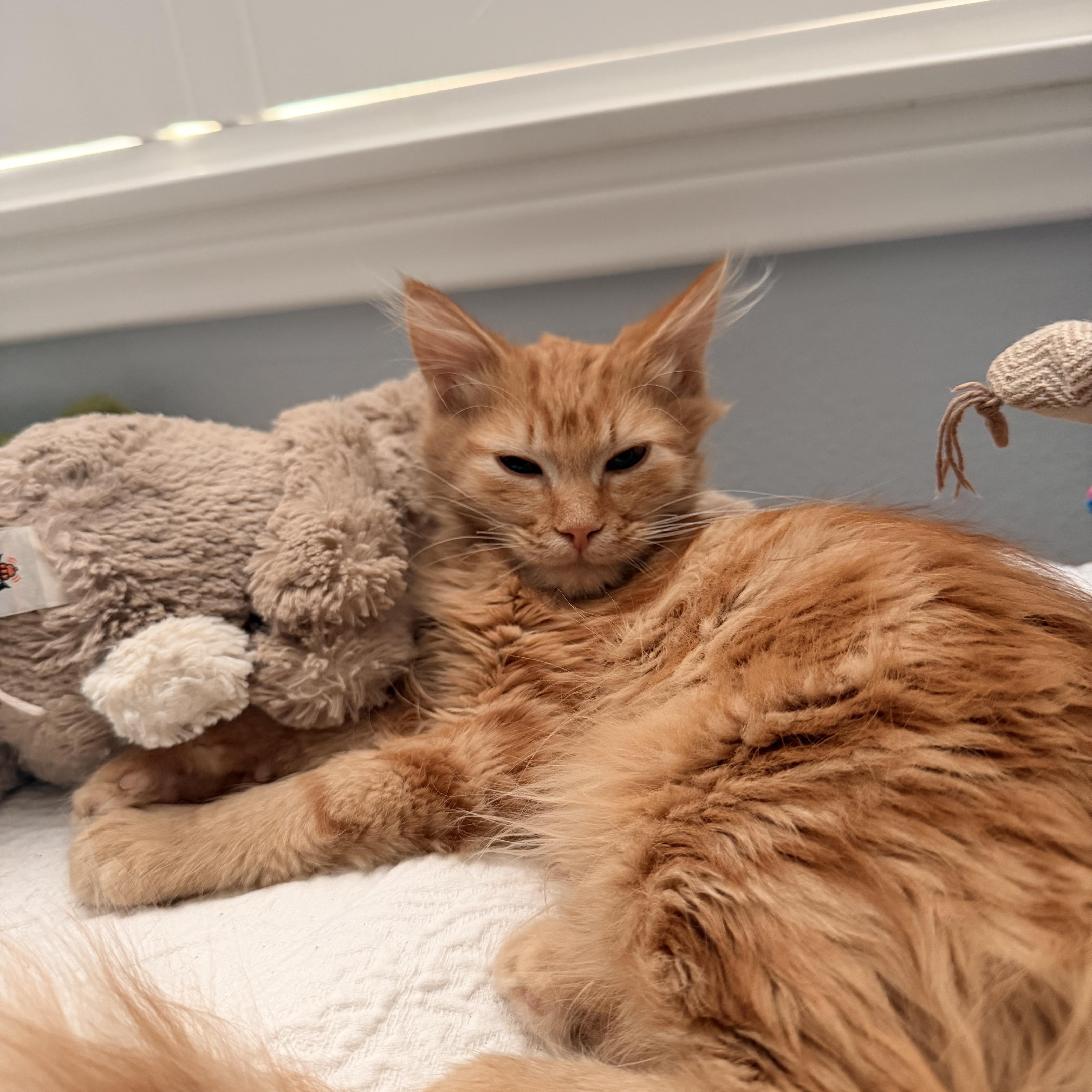 Tigger thumbnail 2