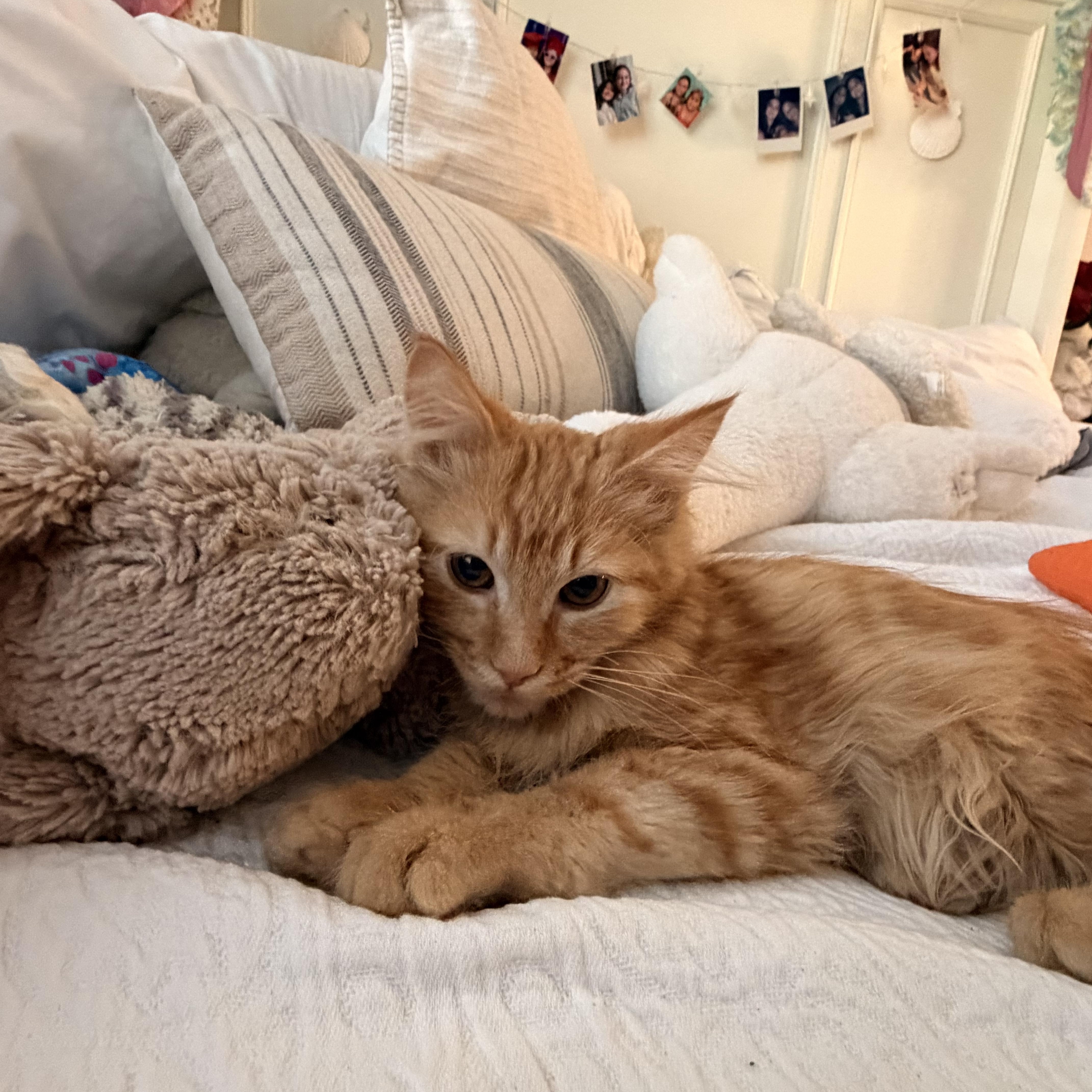 Tigger thumbnail 5