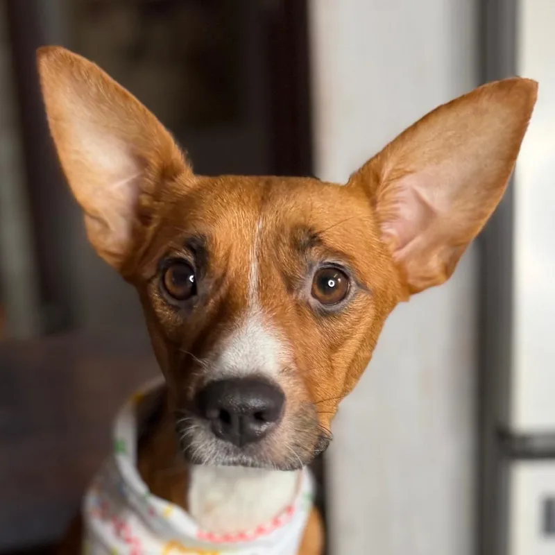 An adult small-sized female Apricot / Beige Rat Terrier dog named Peaches for adoption in Aledo, TX