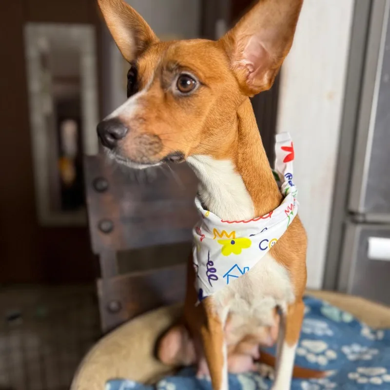 Peaches thumbnail 2