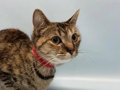 An adult small-sized female Domestic Short Hair cat named Lulu for adoption in Golden Valley, MN