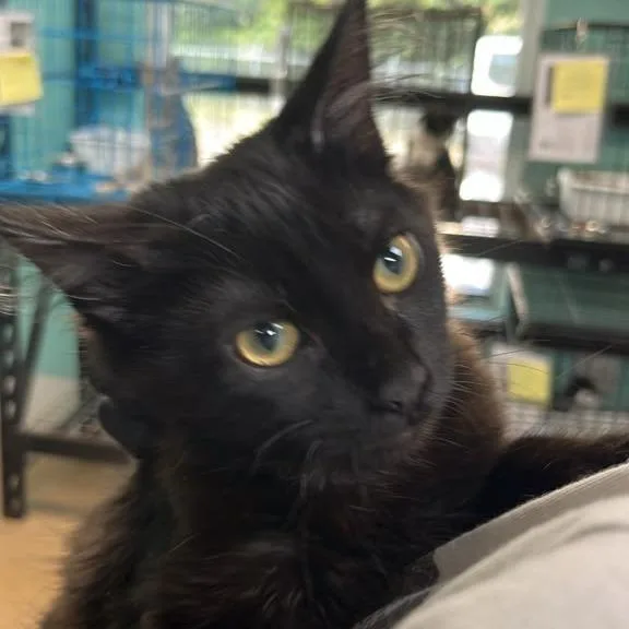 A young small-sized male Black Domestic Medium Hair cat named Crepe for adoption in Gadsden, AL