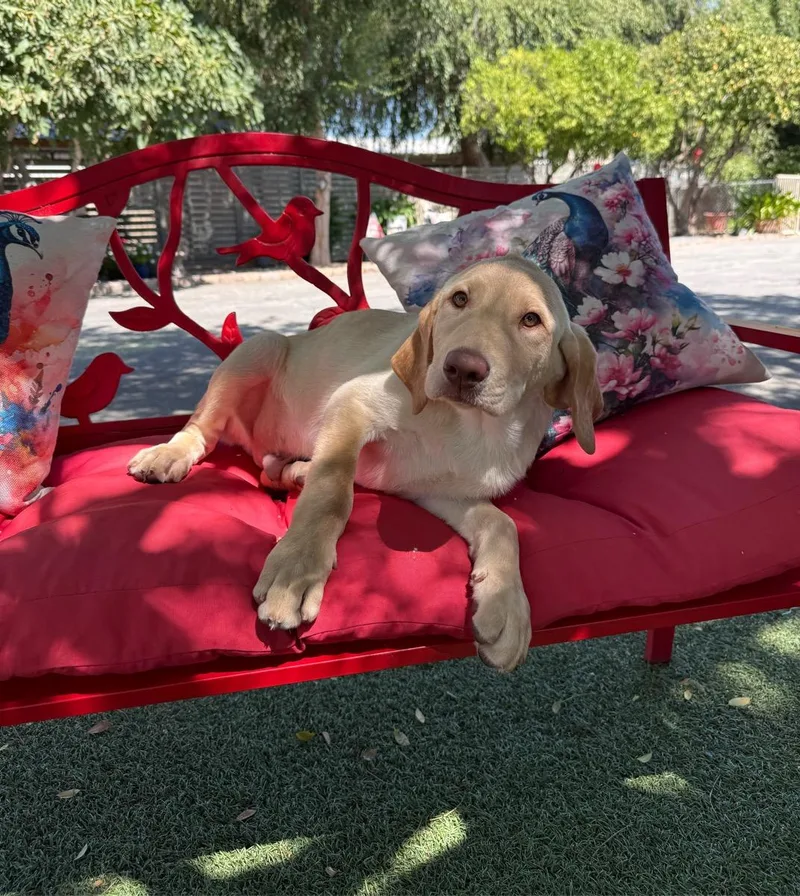 A young medium-sized male Yellow / Tan / Blond / Fawn Labrador Retriever dog named Tanner for adoption in Temecula, CA