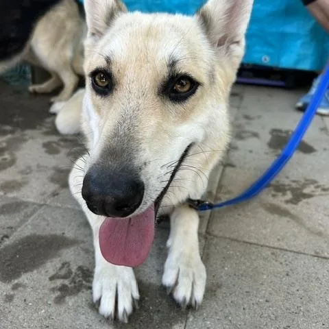 A young medium-sized female Yellow / Tan / Blond / Fawn German Shepherd Dog dog named Lucy for adoption in Burbank, CA
