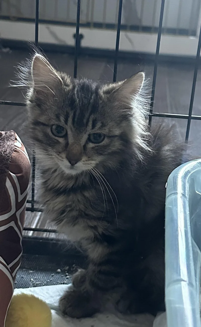 A baby medium-sized female Domestic Medium Hair cat named Quixel for adoption in Colorado Springs, CO