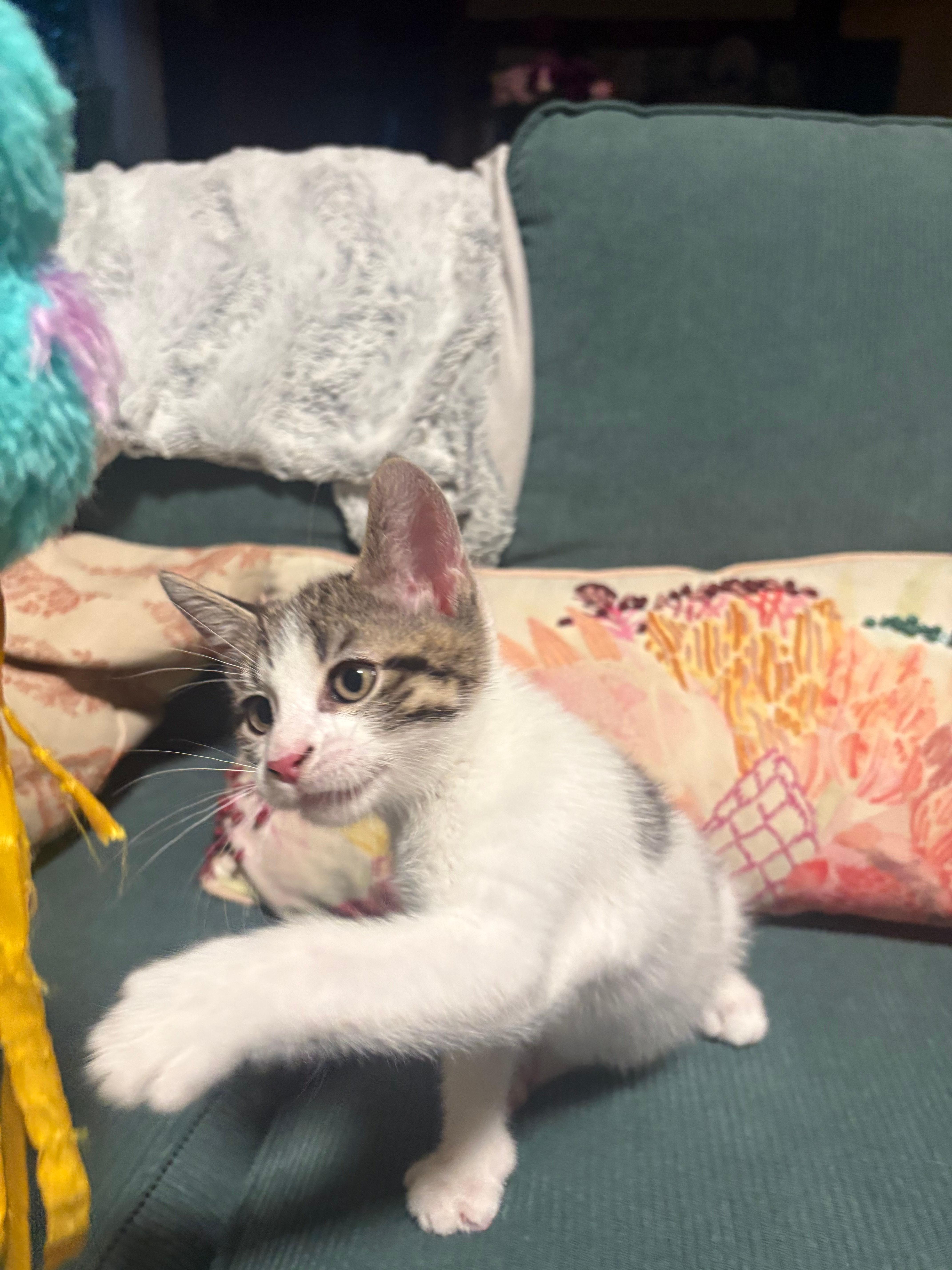 A baby small-sized male Domestic Short Hair cat named Ocho for adoption in Melrose, MA