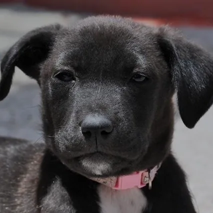 A baby medium-sized female Black Border Collie dog named Jett for adoption in Austin, TX