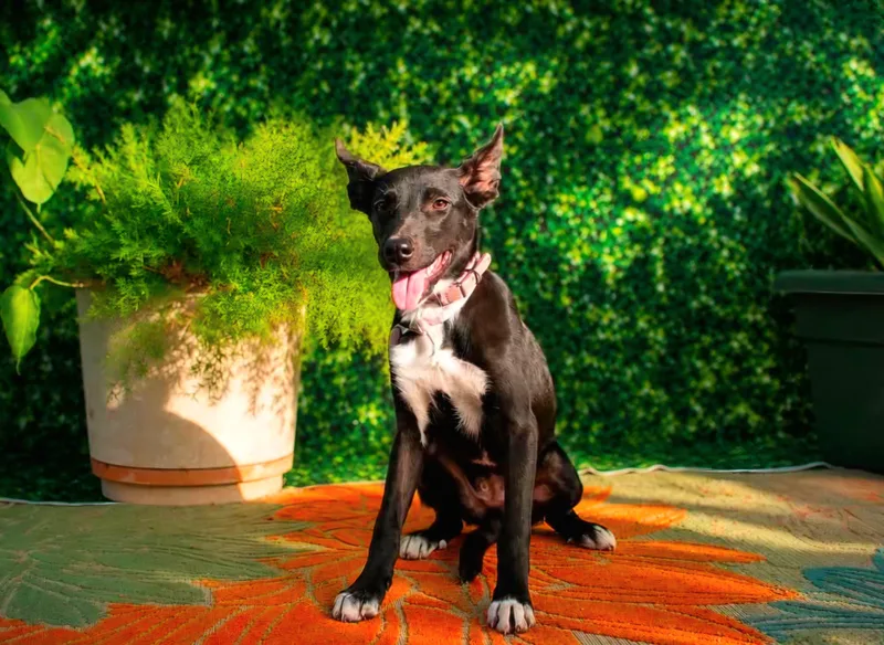 A young medium-sized female Black German Shepherd Dog dog named Alexis for adoption in Gregory, TX