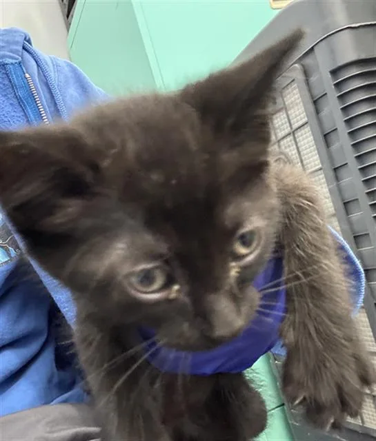 A baby medium-sized male Domestic Short Hair cat named Kimchi for adoption in Dallas, TX