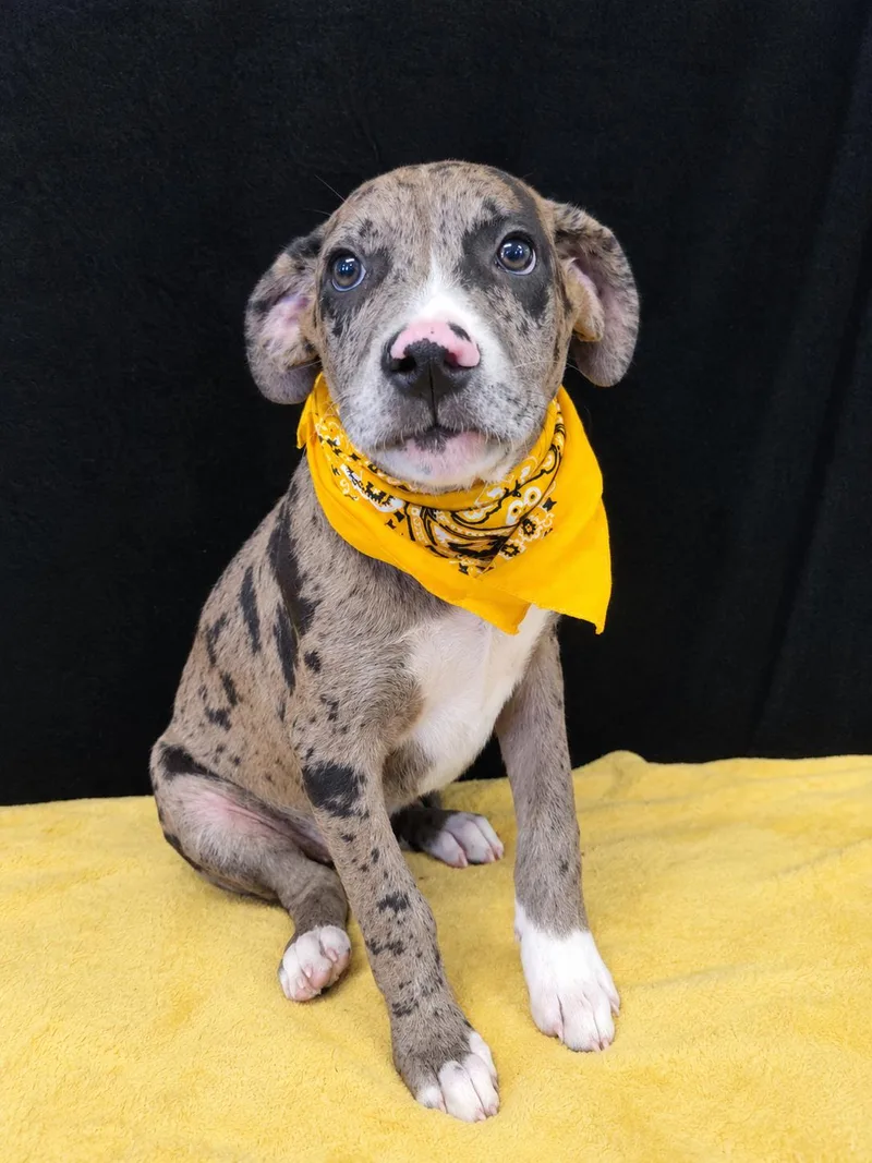 A baby medium-sized male Catahoula Leopard Dog dog named Diesel for adoption in Mount Laurel, NJ