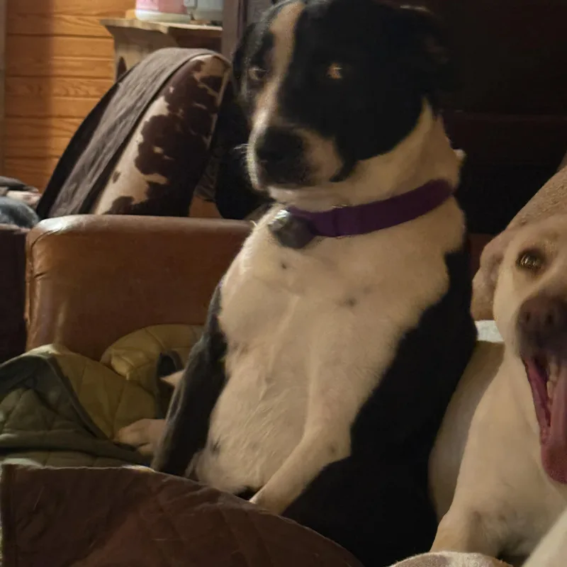 Livvie The Love thumbnail 2