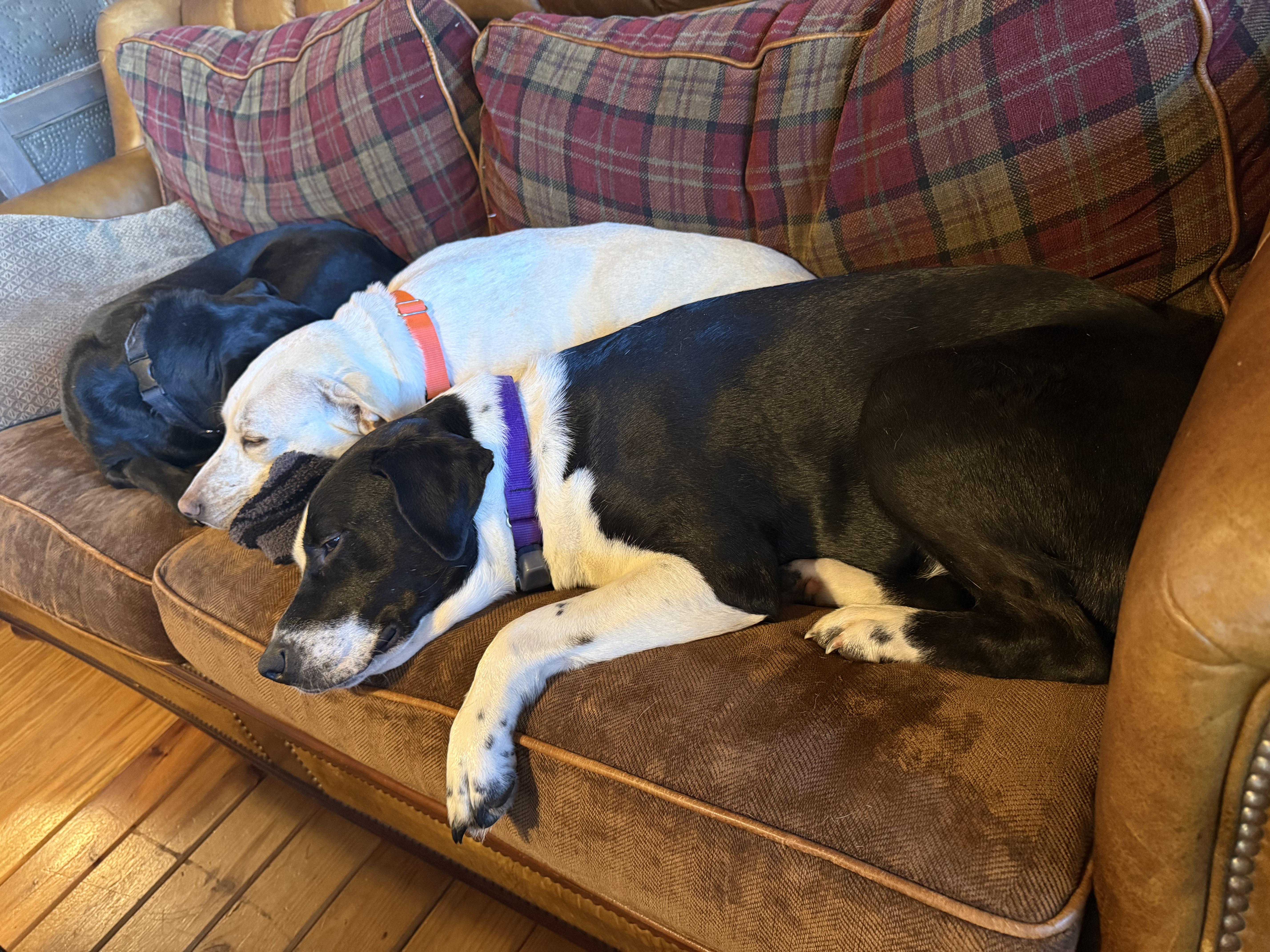 Livvie The Love thumbnail 3