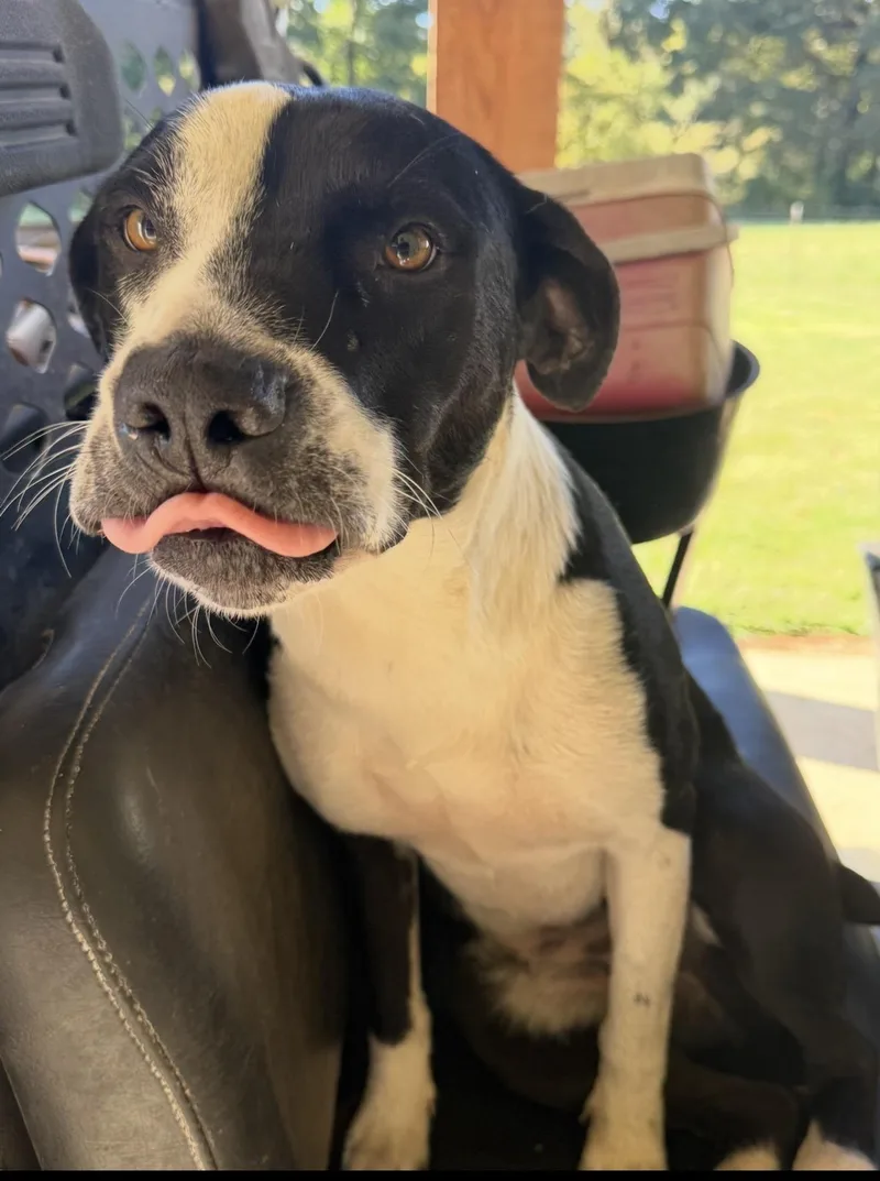 Livvie The Love thumbnail 4