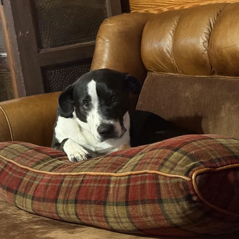 Livvie The Love thumbnail 5