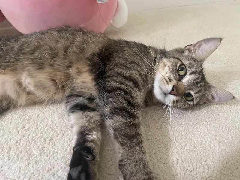 An adult medium-sized female Domestic Short Hair cat named Hedwig for adoption in Herndon, VA